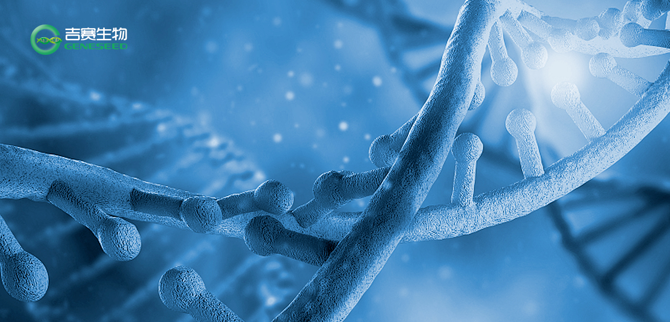 关于RIP技术，你想知道的都在这儿 ↓ ↓ ↓（附实验操作视频）