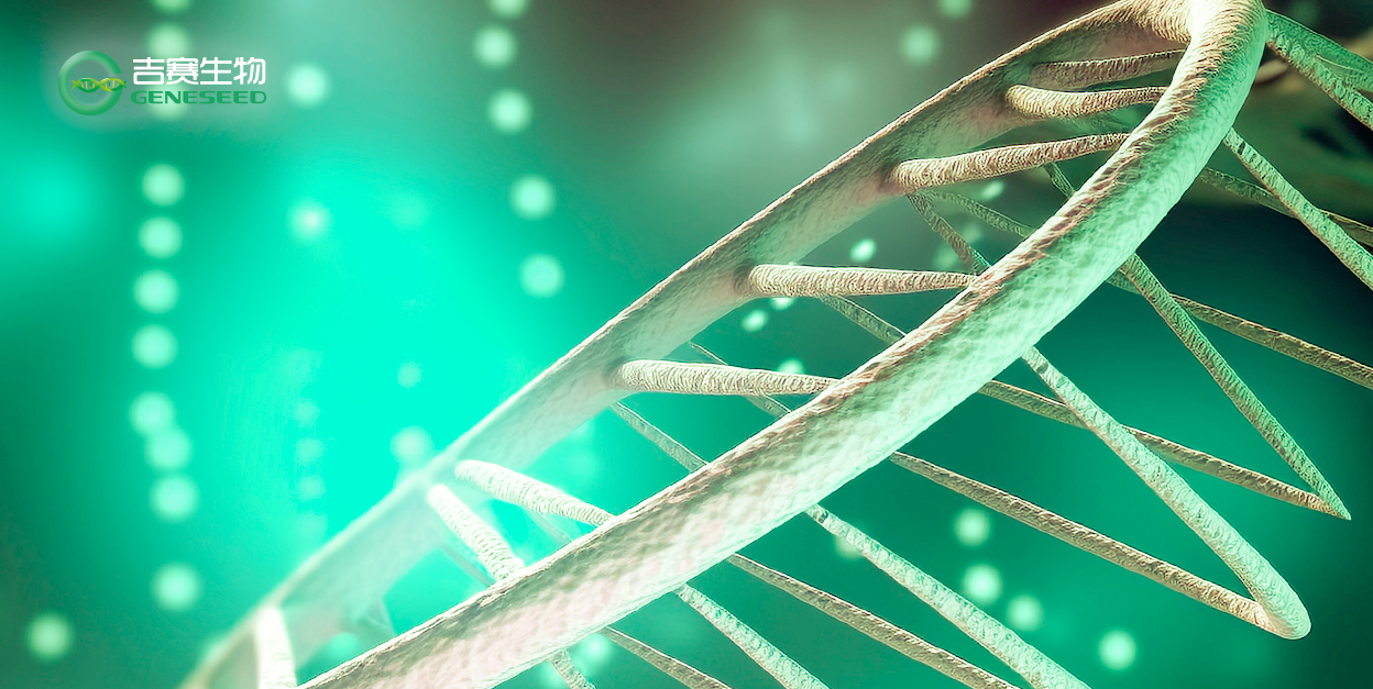 RNA pull-down探针法还是标签法？一文解决选择困难~