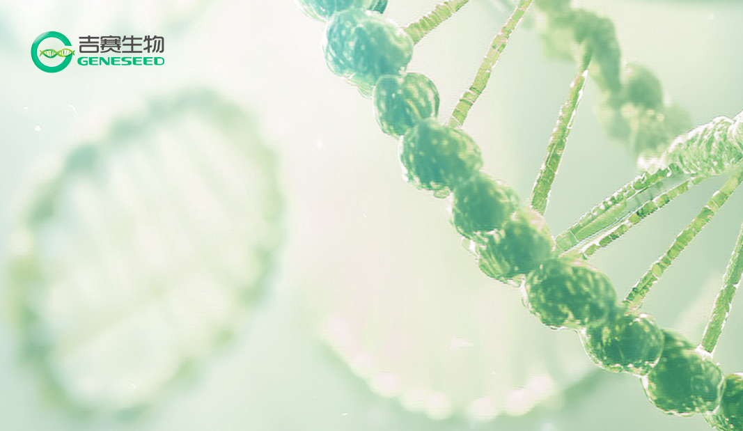 CAR疗法双革命：从ex vivo到in vivo范式突破，circRNA+LNP开启 “持久表达”新赛道